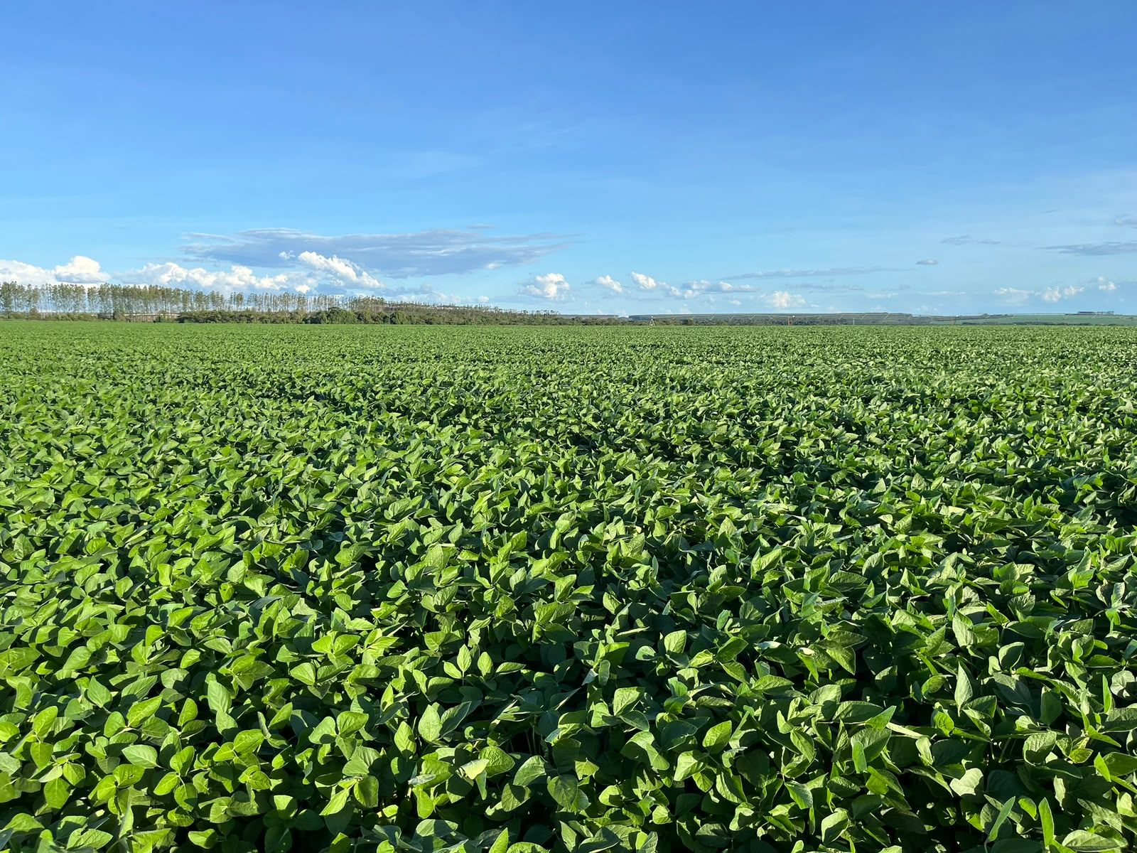 Lavoura verde em propriedade rural